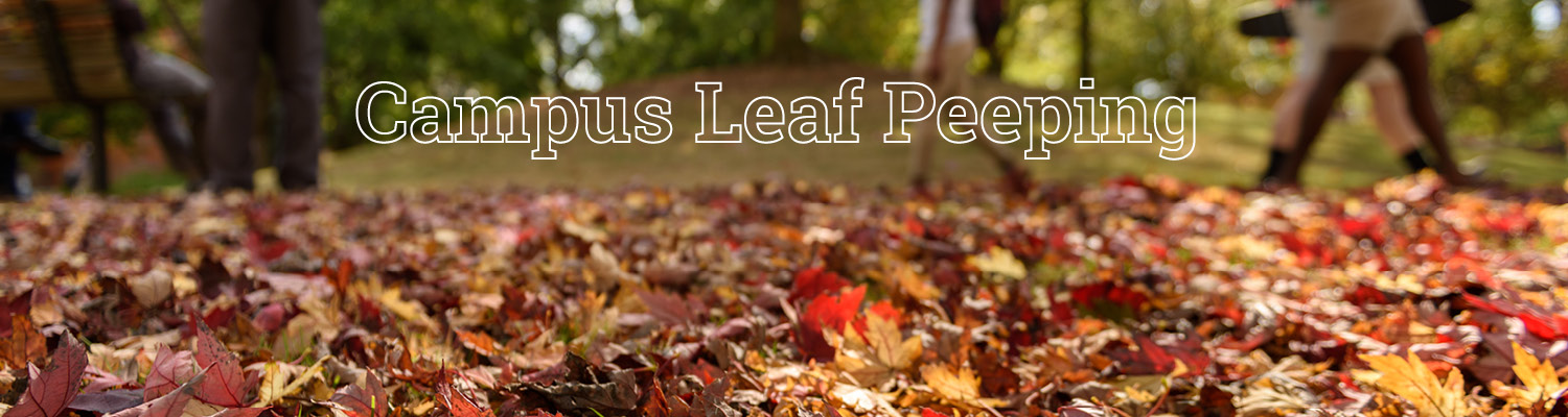 campus leaf peeping