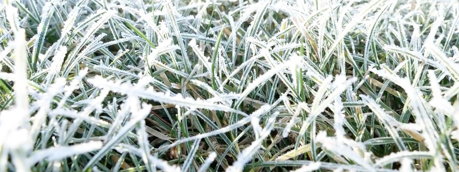 frosty grass