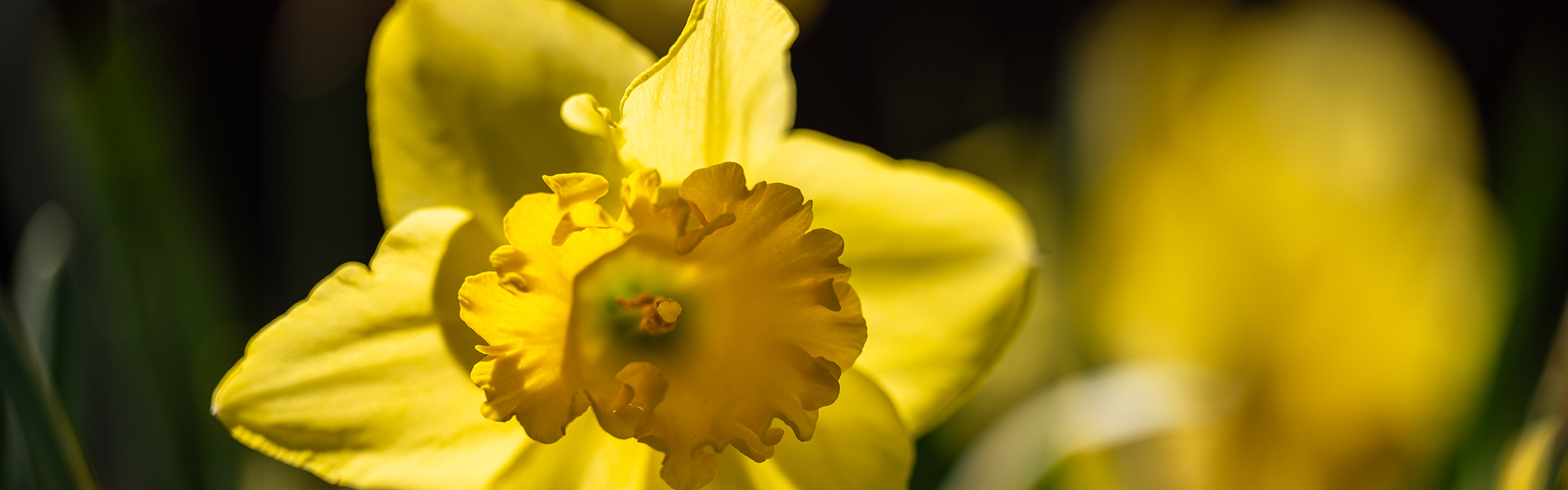 campus bloom banner