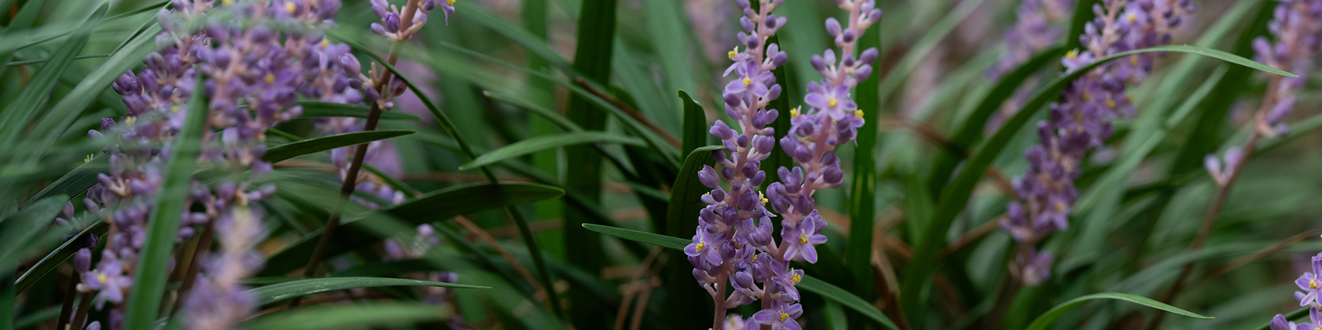 flowers on campus