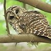 barred owl on campus