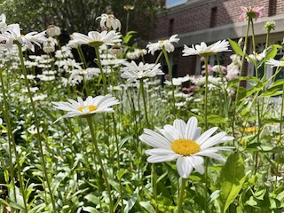 daisies