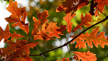 leaves on campus