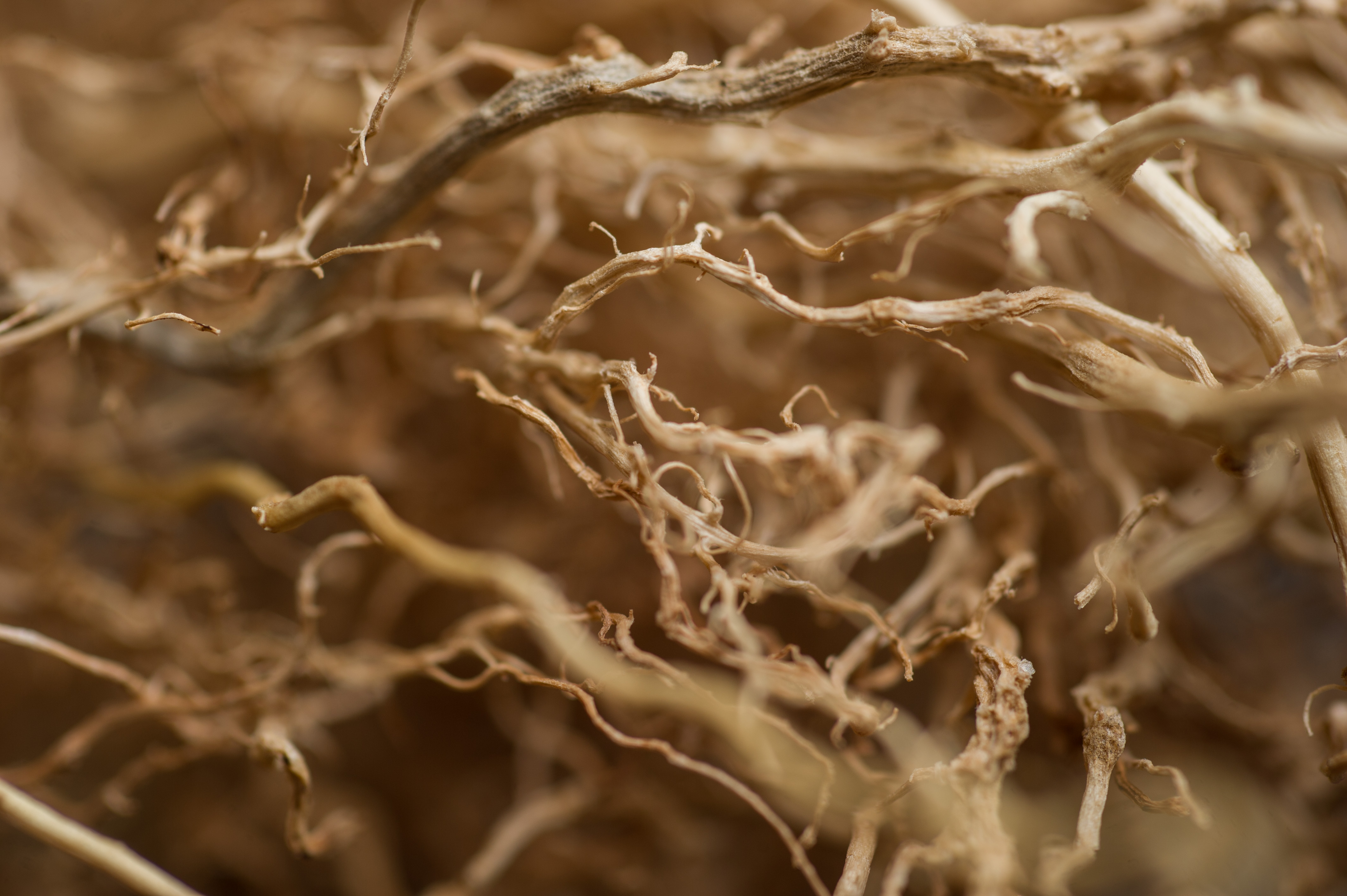 Close-up image shows the dried root system of a maize plant. (Credit: Rob Felt)