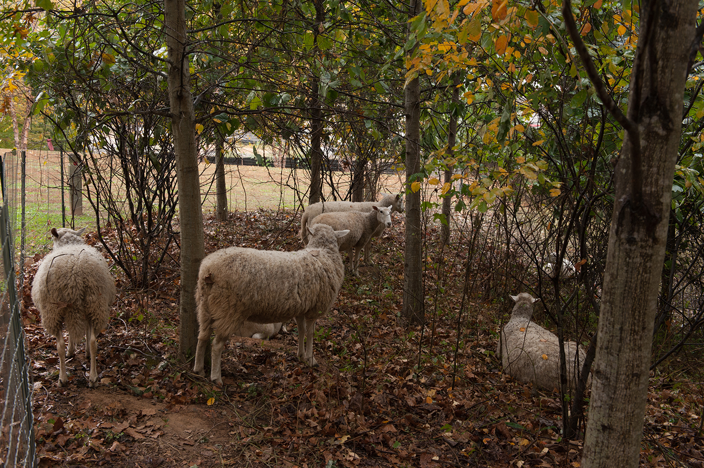 Sheep are helping clean up kudzu in an area north of the BioTech Quad.
