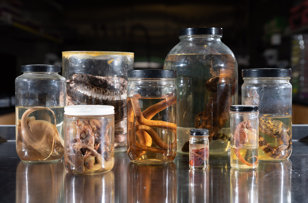 The Biology Prep Lab has a vintage collection of fluid-preserved specimens.