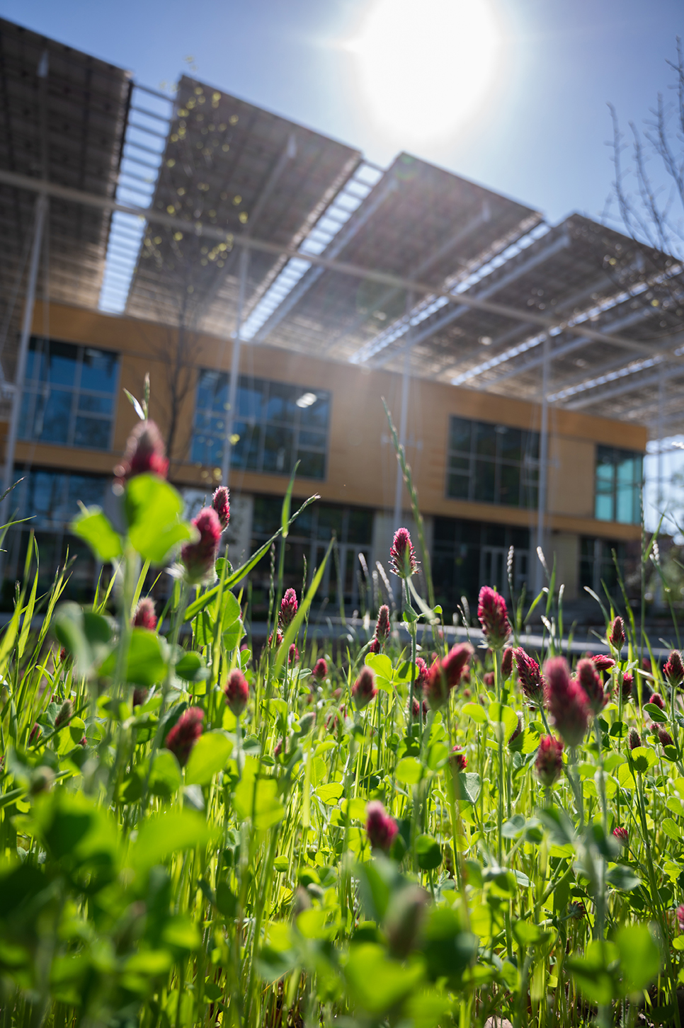 Spring flowers outside The Kendeda Building. Photo by Allison Carter.
