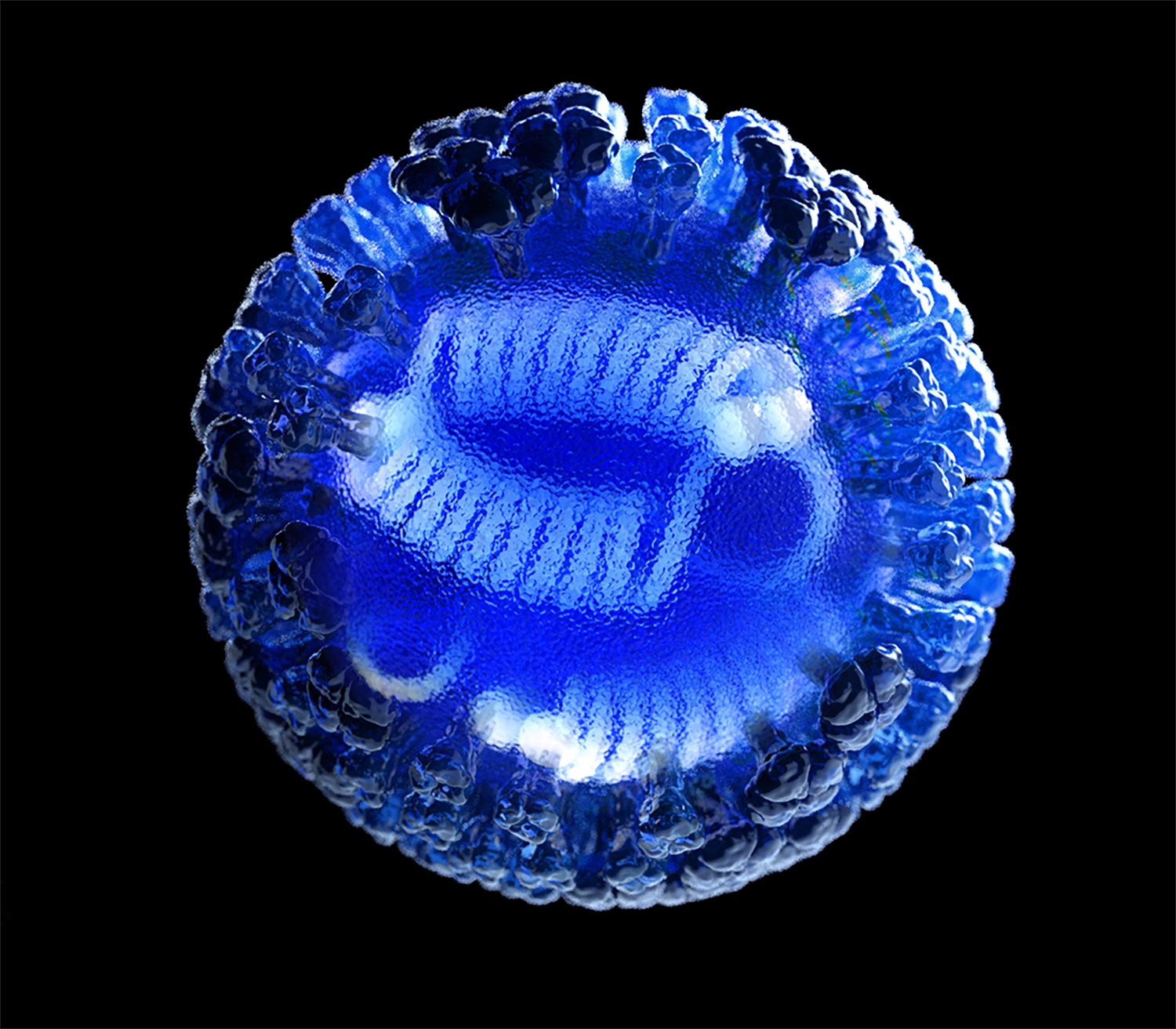 This illustration depicts a 3D computer-generated rendering of a whole influenza (flu) virus, rendered in semi-transparent blue, atop a black background. The transparent area in the center of the image, revealed the viral ribonucleoproteins (RNPs) inside. (Credit: CDC/ Douglas Jordan)
