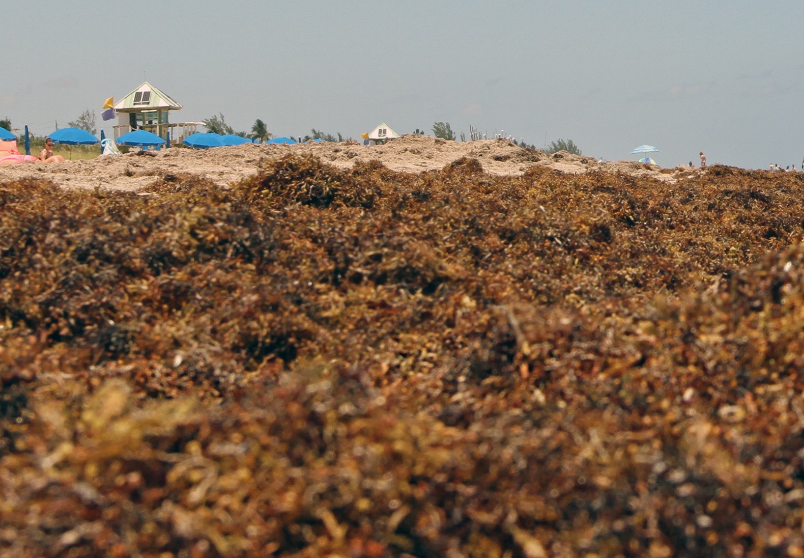 Scientists Discover the Biggest Seaweed Bloom in the World News Center