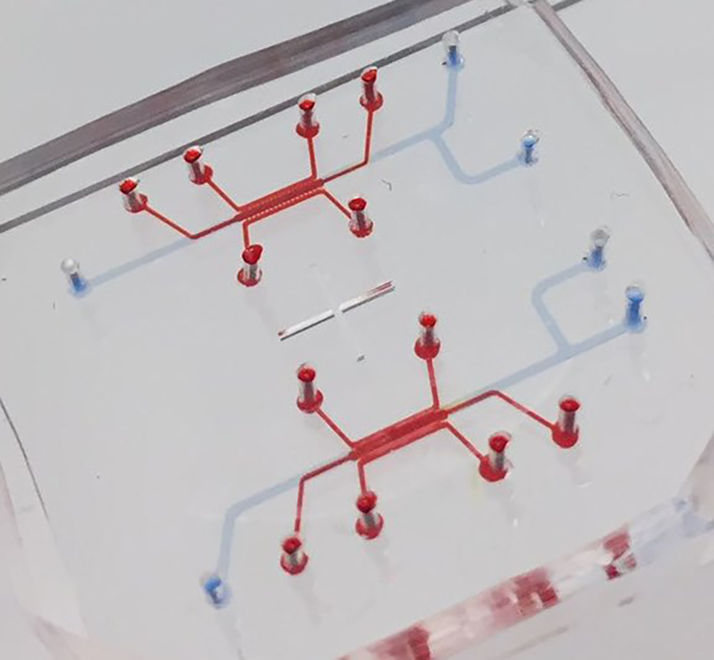 The blood-brain barrier on a chip is as small as many organs on chips, but it gives astrocytes lots of room to unfold in 3D. Credit: Georgia Tech / YongTae Kim lab