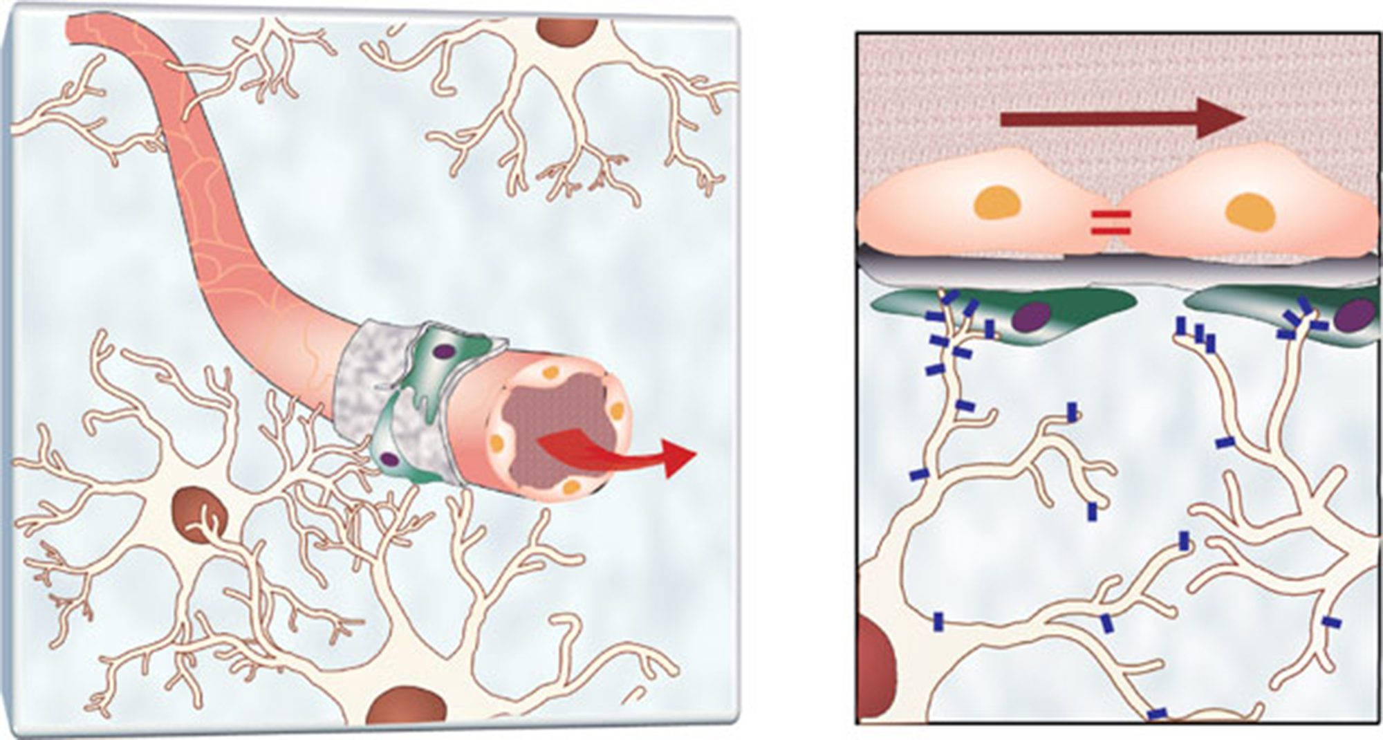 Illustration of human astrocytes (white) interfacing with endothelial cells in the vasculature. On the right, aquaporin-4 is expressed for the exchange of water and some nutrients and waste. Credit: Georgia Tech / Kim lab / Yonsei University College of Medicine