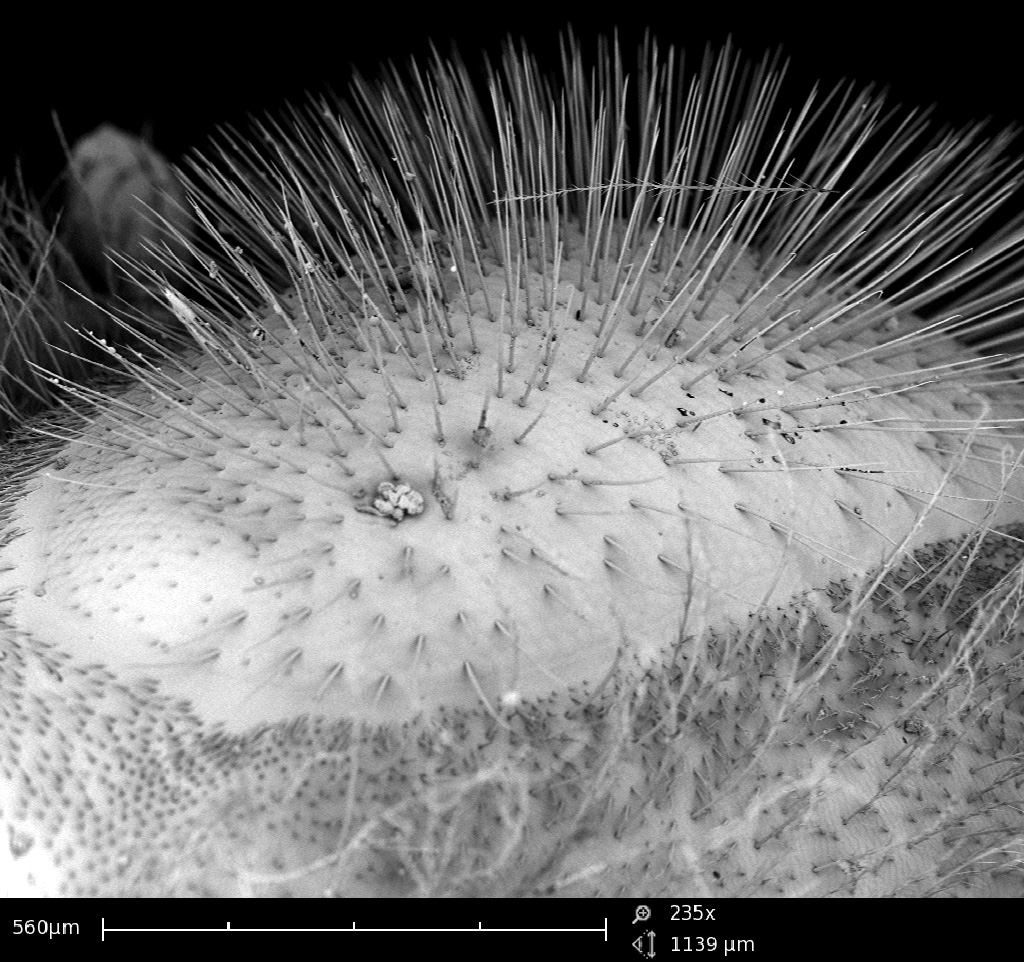 A microscopic image of the hairs of a bee's eye. Credit: Georgia Tech Center for Nanoscale Characterization

 