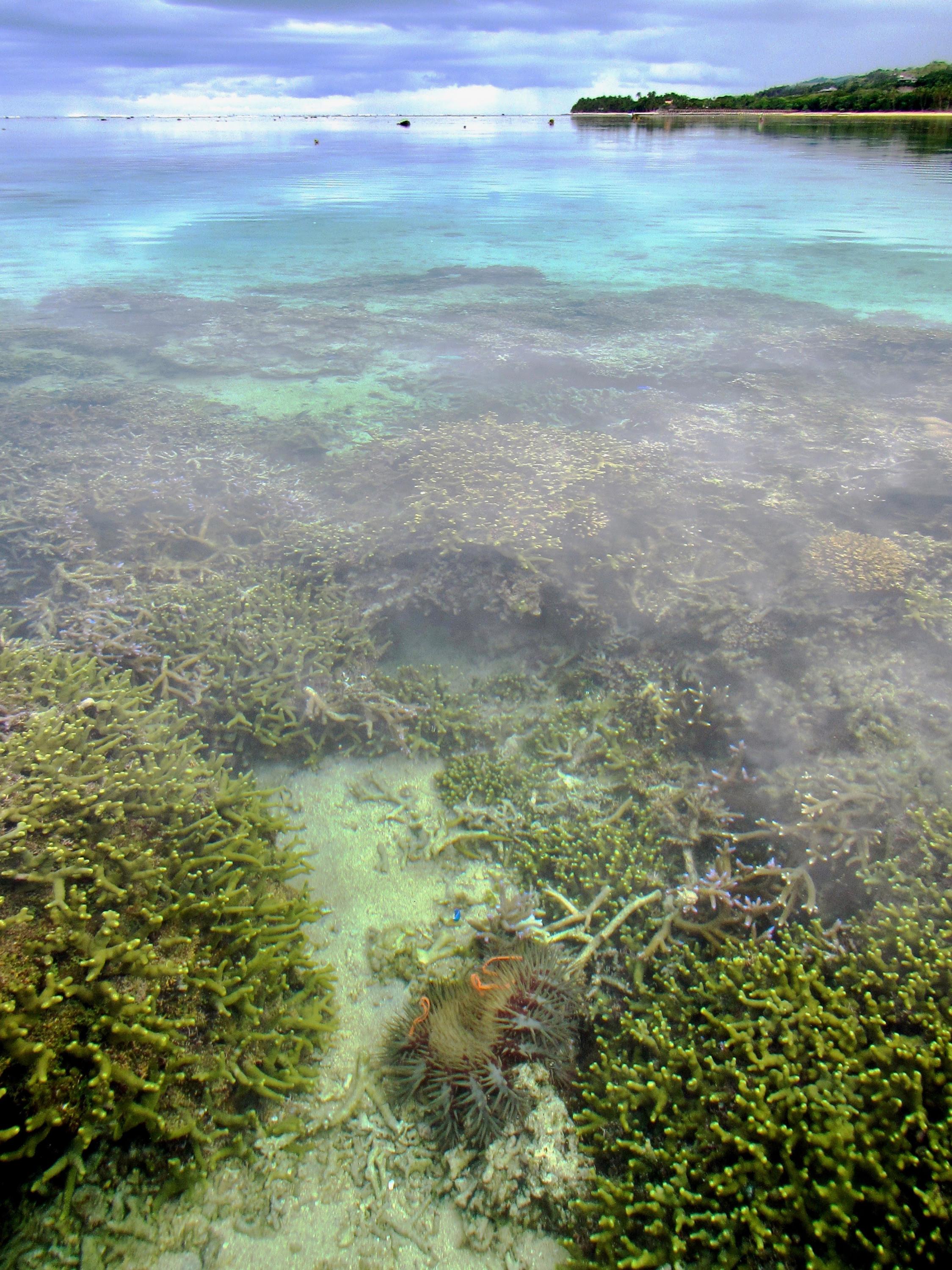 A tagged sea star is shown in the lower center part of this view of the Coral Coast of the Fiji Islands. Researchers tracked sea stars to see if they preferred marine protected areas or fished areas. (Credit: Cody Clements, Georgia Tech)