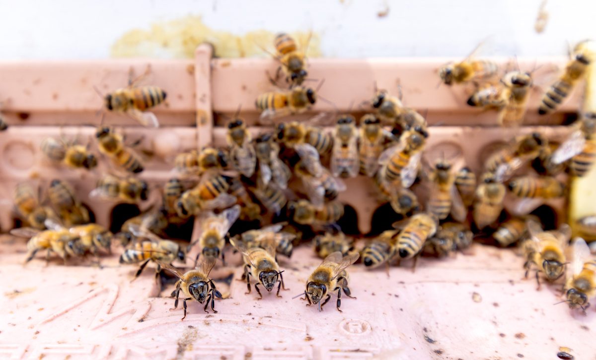 A close up of bees flying into a hive on the CU Denver campus.
A close up of bees flying into a hive on the CU Denver campus.