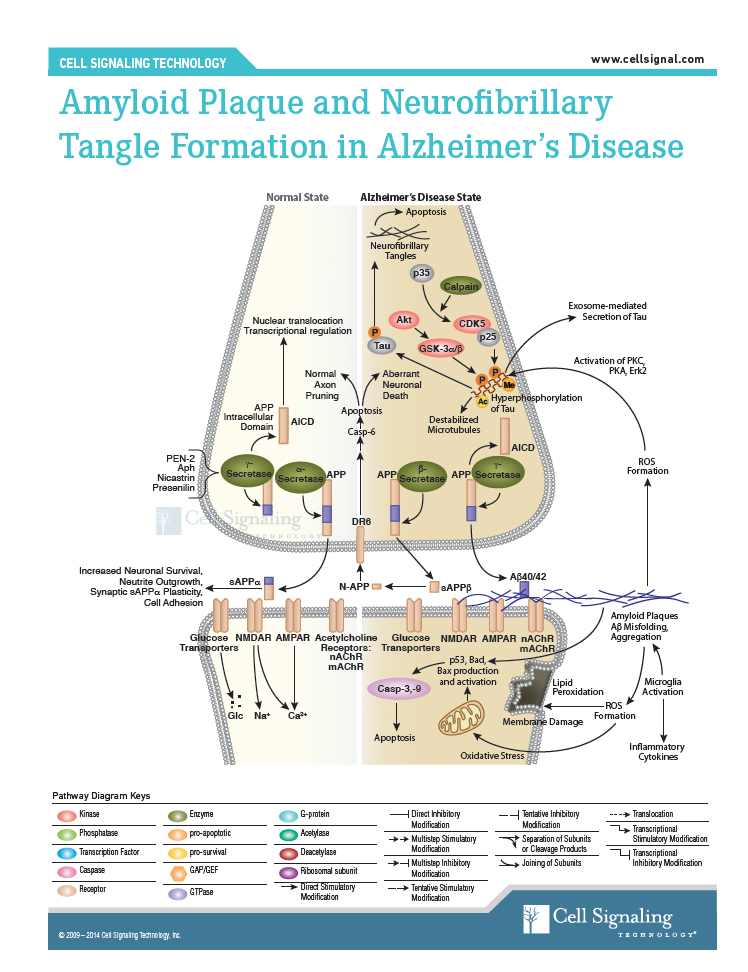 Image not for redistribution without express permission of copyright holder. A diagram shows what some researchers believe is the pathway to the accumulation of free amyloid beta, amyloid beta plaque, and subsequently phosphorylated tau, which forms neurofibrillary tangles. Illustration credit: Cell Signaling Technology / used with permission to Georgia Tech