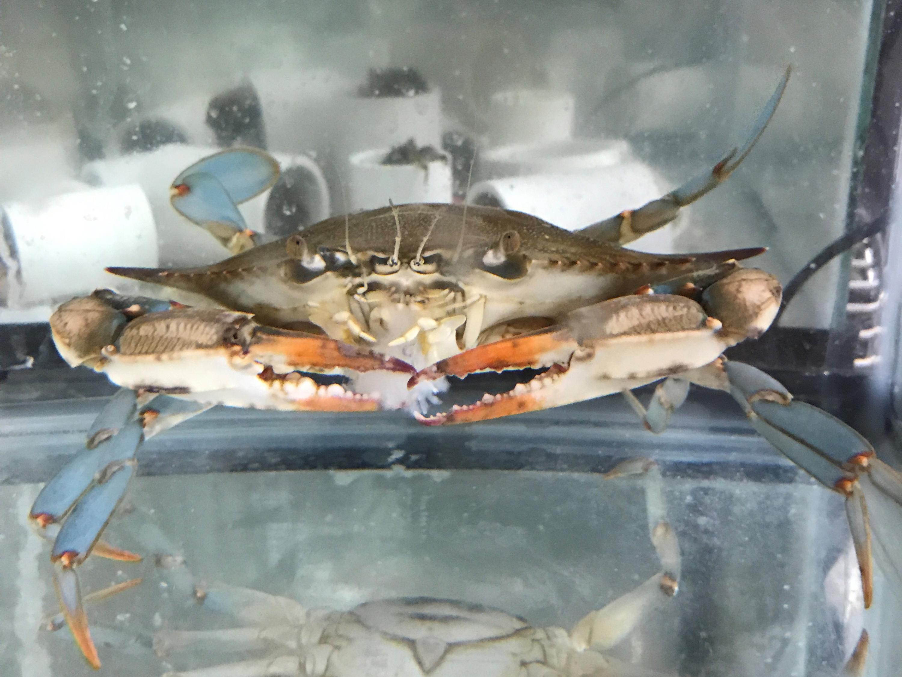 A blue crab in a tank in a research lab at Georgia Tech. In the tank behind it, small mud crabs are hiding in plastic tubes. Georgia Tech / Alex Draper