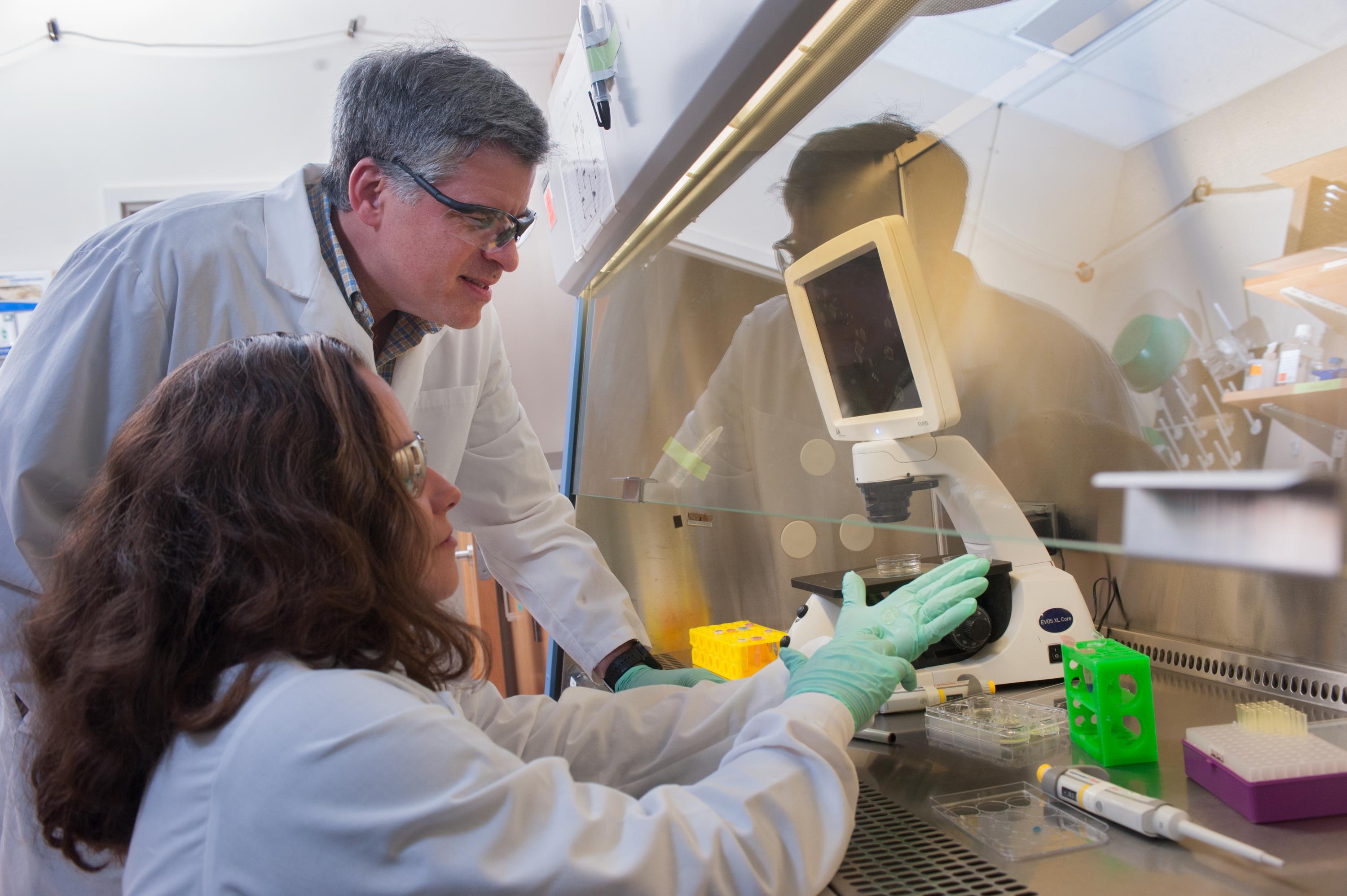 Andrés García, a Regents’ Professor in the Woodruff School of Mechanical Engineering at the Georgia Institute of Technology and Jessica Weaver, a Georgia Tech postdoctoral researcher, discuss pancreatic islet cells being studied in their laboratory. (Credit: Christopher Moore, Georgia Tech)