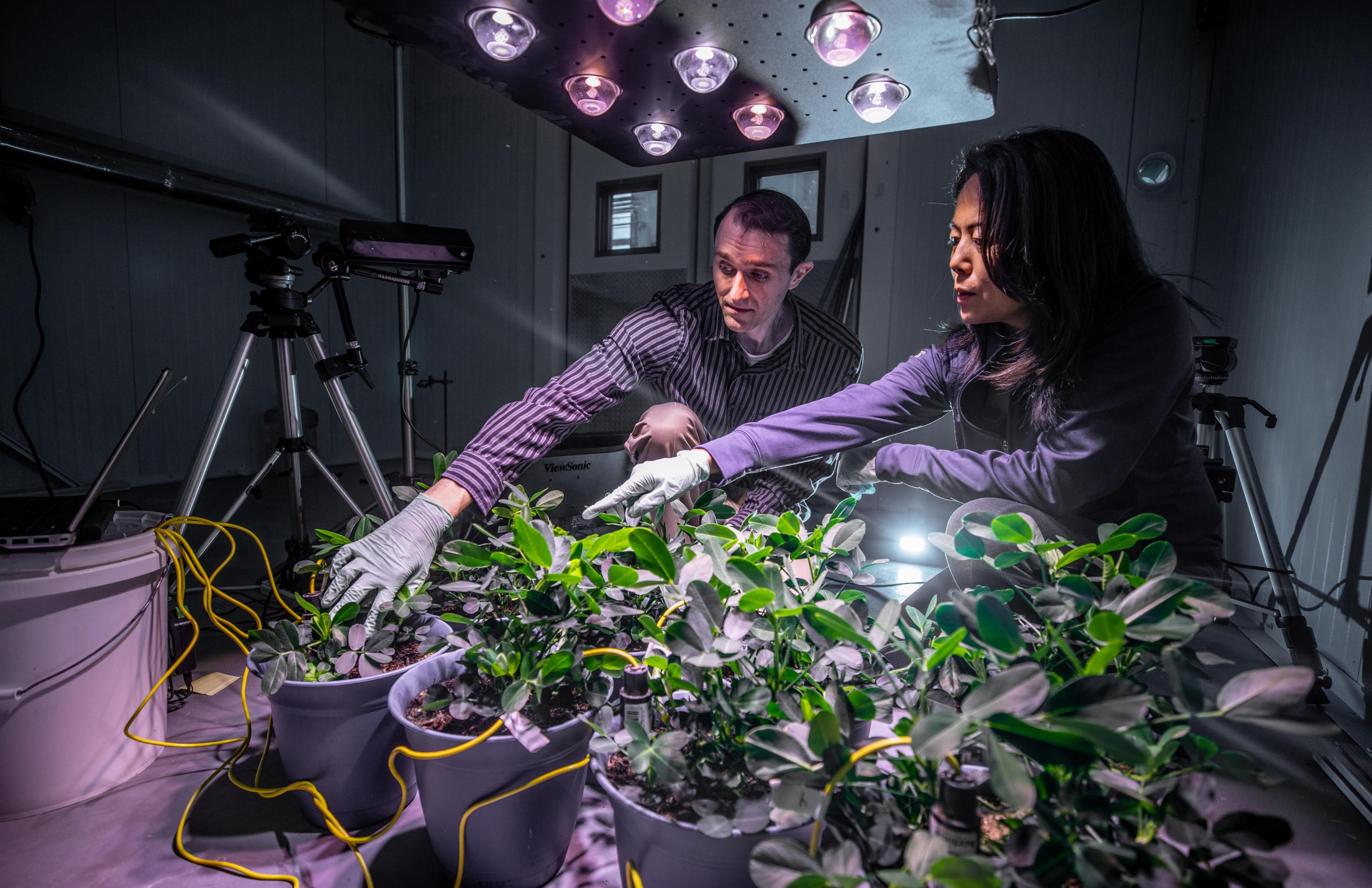 GTRI researchers Judy Song and Daniel Sabo install air sampling equipment used to collect volatile organic compounds from peanut plants. Analyzing the compounds could indicate when the plants are under stress, allowing farmers to adjust growing conditions. (Photo: Branden Camp, Georgia Tech)