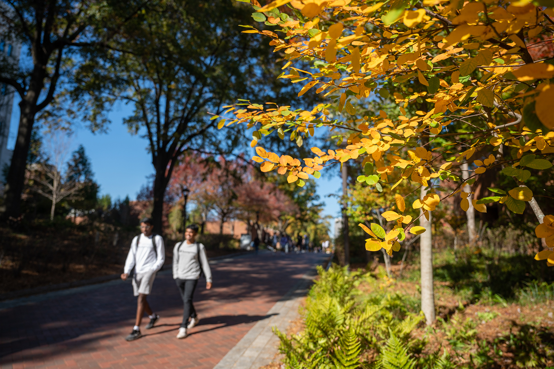 Students Walking Amid Fall Leaves