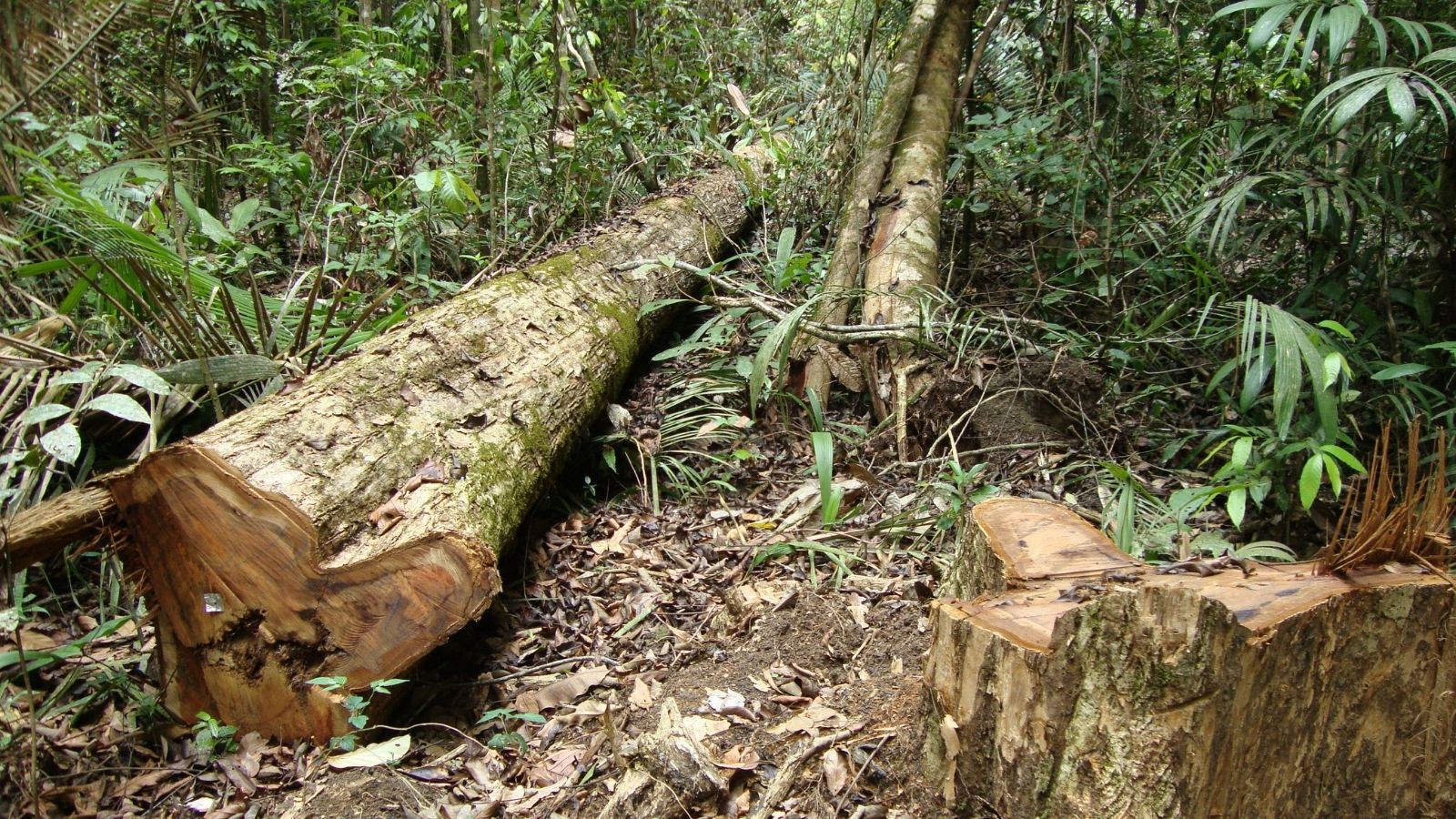 Latin American forests will almost certainly continue to lose ground to agricultural uses even as timber demand increases over the next 80 years, but changing management practices and more robust growth from global warming will help these smaller forests keep pace with today's larger versions as repositories of climate-warming carbon, according to new research from Georgia Tech's School of Public Policy.