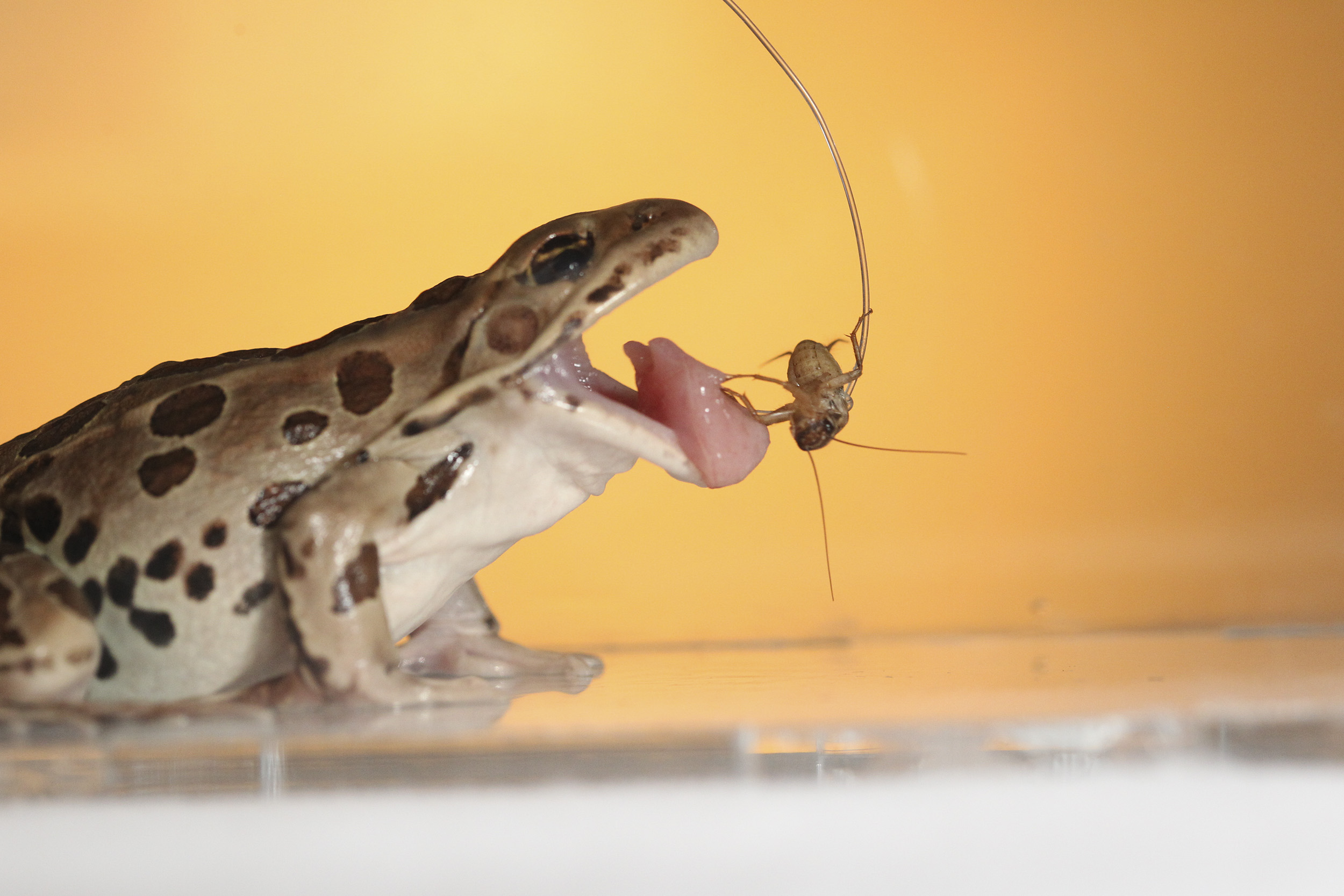A northern leopard frog catches a cricket (Courtesy: Candler Hobbs)