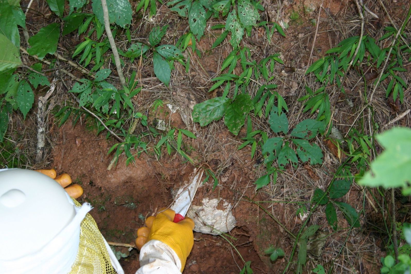 Yellow Jacket Nests Needed for Campus Research | News Center