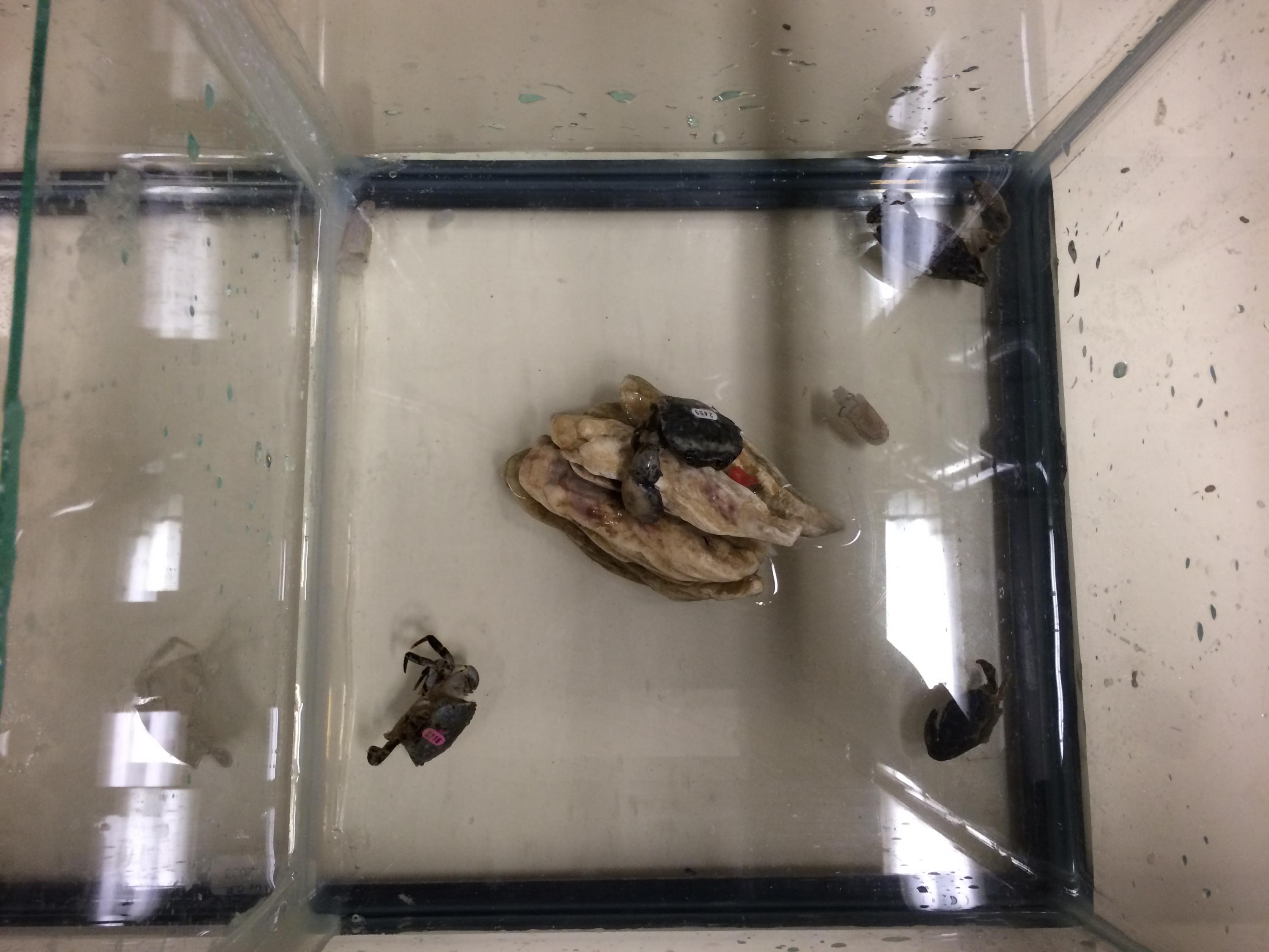 Mud crabs in an aquarium tank in a Georgia Tech lab. They are much smaller than blue crabs, which prey upon them. Credit: Georgia Tech / Remy Poulin