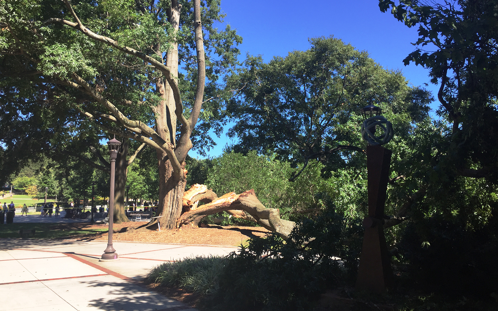 A large tree split near the Student Center on Sept. 18, 2018.
