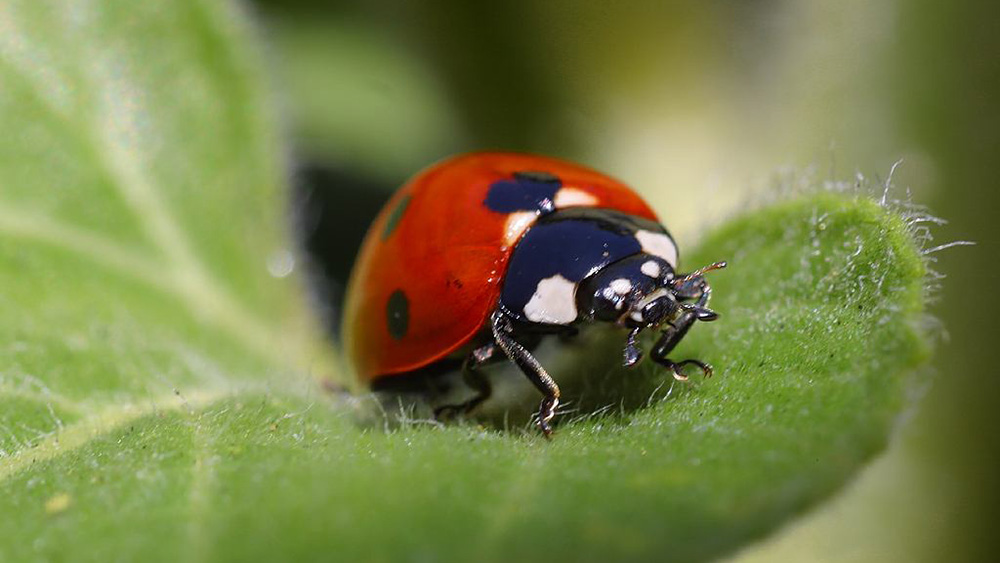 Engineers and scientists study nature to find new ideas for designs and processes. For example, how a ladybug folds its wings can inspire new designs for compact satellites. With a new grant, Georgia Tech researchers will help high school teachers bring those kinds of engineering concepts into their classrooms.