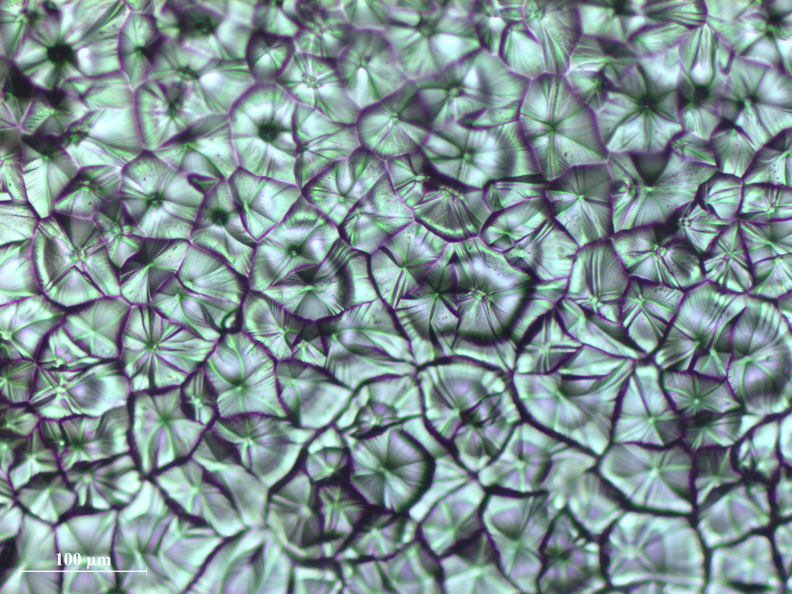 Optical micrograph of perovskite crystal grains crafted by meniscus-assisted solution printing. (Image courtesy of Ming He, Georgia Tech)