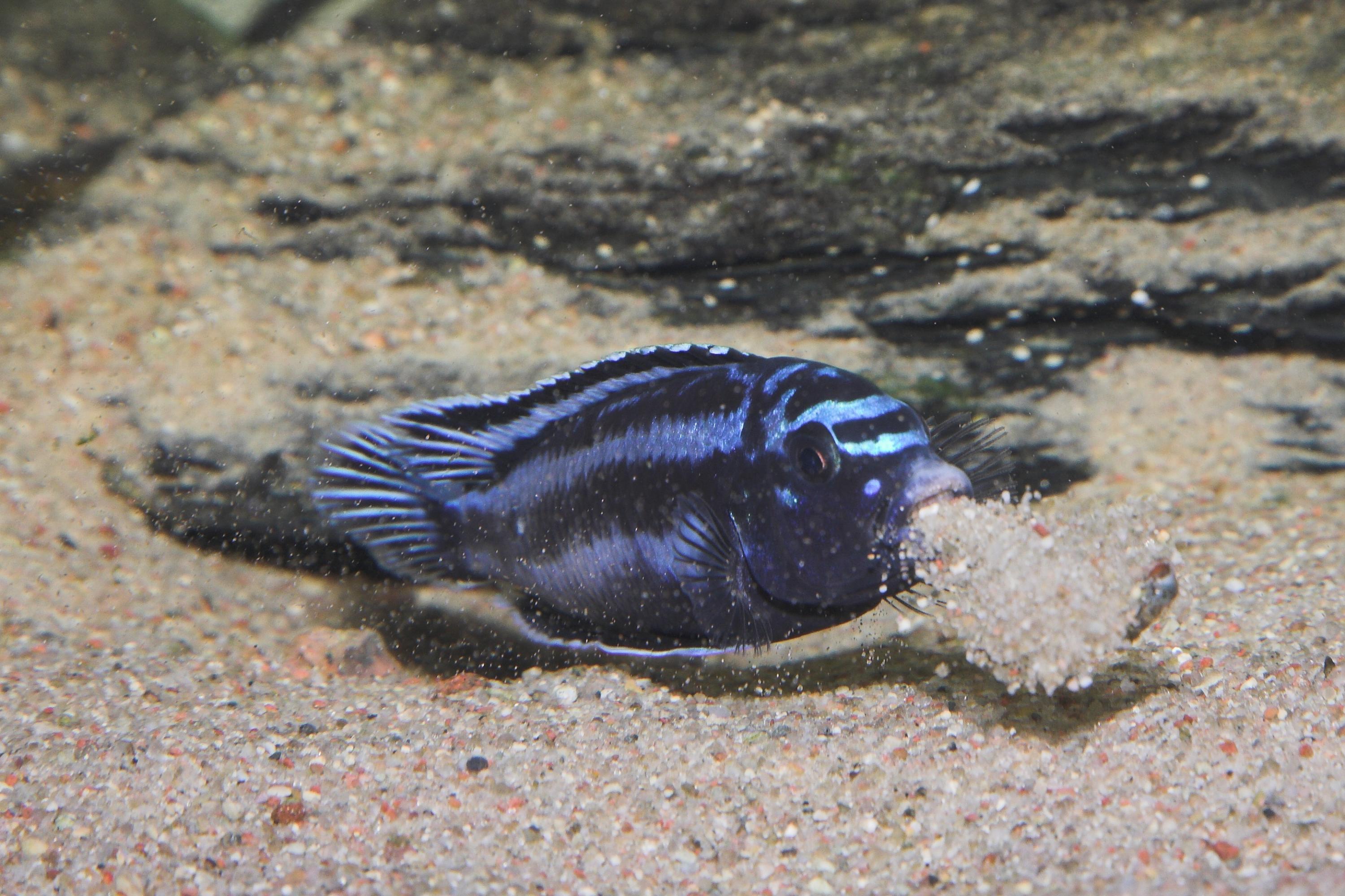 This male cichlid, a species not involved in Todd Streelman's studies, scoops and spits sand to build structures called bowers that attract a female mate. Credit: Cezary Porycki / CC BY 3.0, https://commons.wikimedia.org/w/index.php?curid=8897258