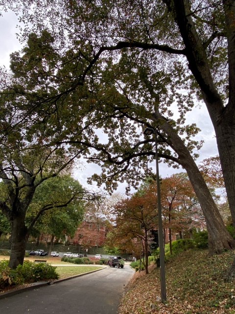 The large post oak scheduled to be removed November 2023.
