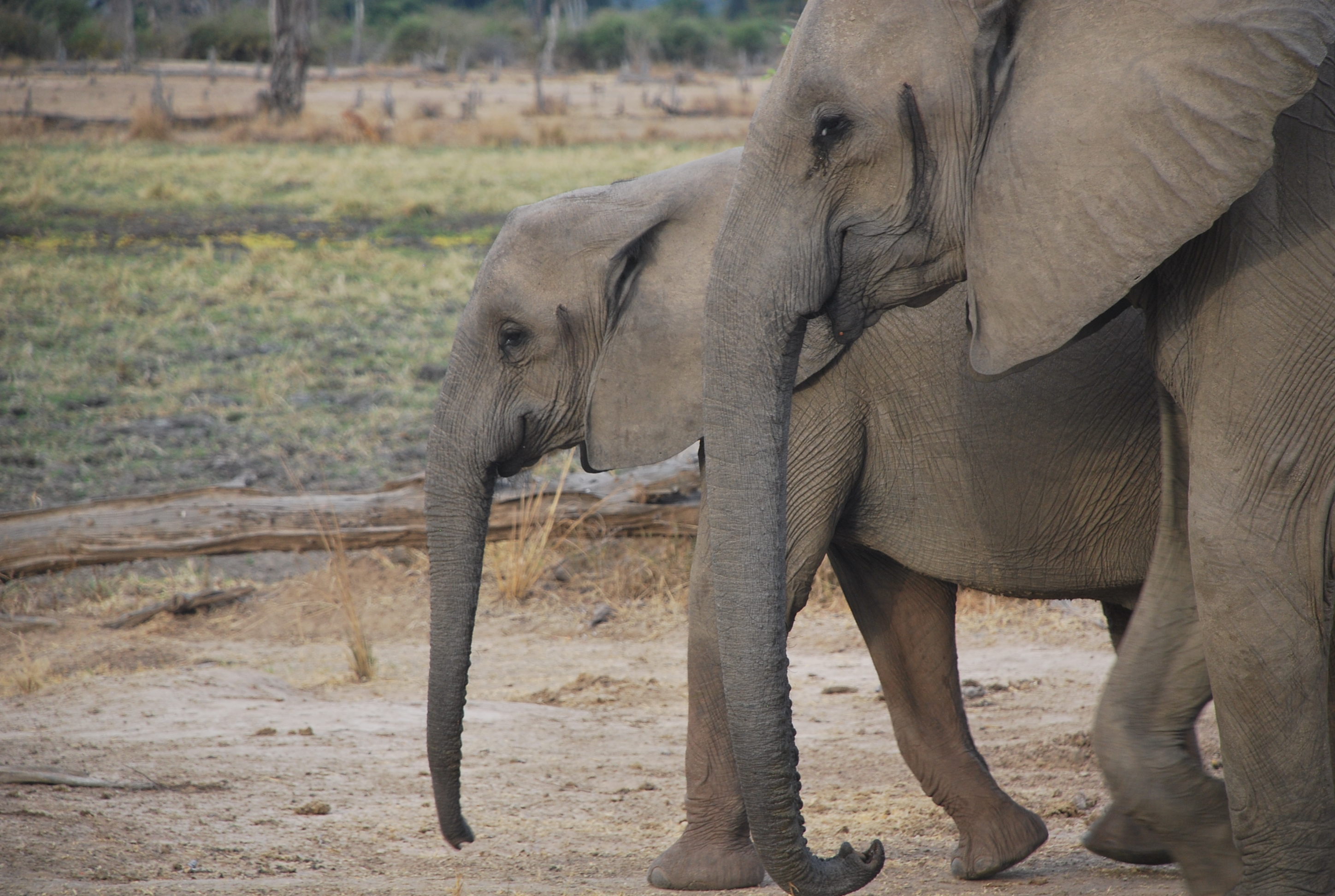 While most species have gone extinct, eastern Africa is home to vibrant natural communities of mammalian megafauna, including elephants, zebras, hippopotamuses, antelope, giraffes, and many others.&nbsp;&nbsp;
