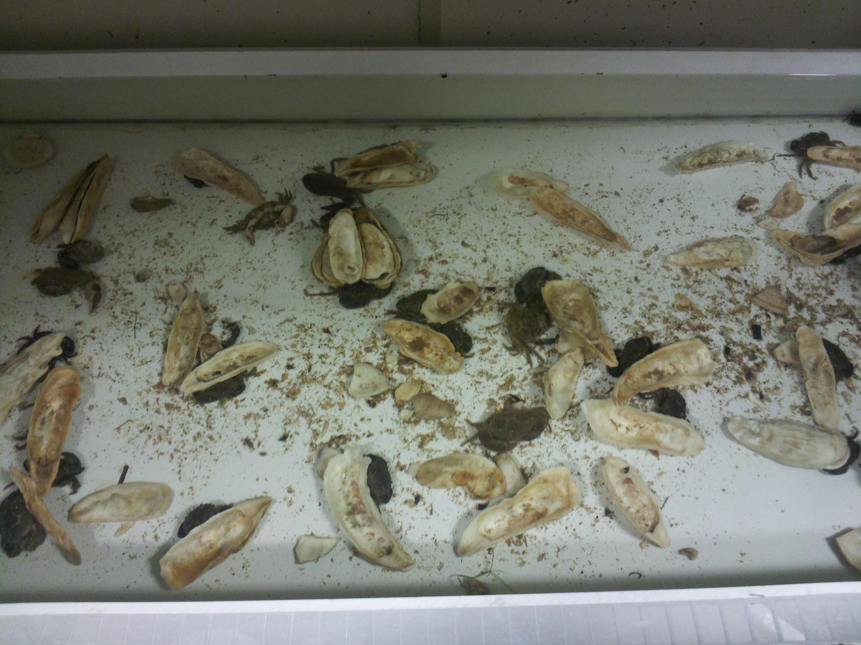 Mud crabs hiding in reaction to chemicals taken from blue crab urine and introduced into their tanks at Georgia Tech. Credit: Georgia Tech / Remy Poulin
