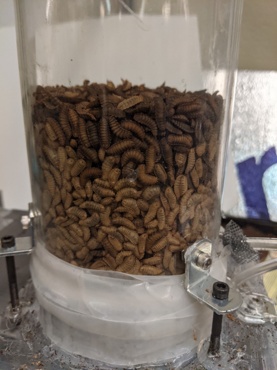 Living larvae inside the apparatus between fluidization experiments at Georgia Tech’s School of Physics’ Howey Physics building. (Photo credit: Grace Cassidy, Georgia Tech)