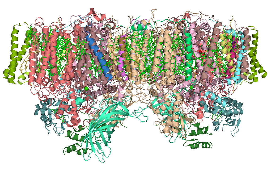 Photosystem II is a complex of larger molecules arranged in a protein structure. It includes beta-carotene, chlorophyll, a manganese-calcium-oxygen cluster and a supporting protein stabilizer, which looks like a woven tube, in aqua-green in this illustration. Breathable oxygen, or O2, is produced in the bottom center, at the cluster, which would be at the top of the tubular stabilizing weave. Credit: Curtis Neveu via Wiki Commons sharing license