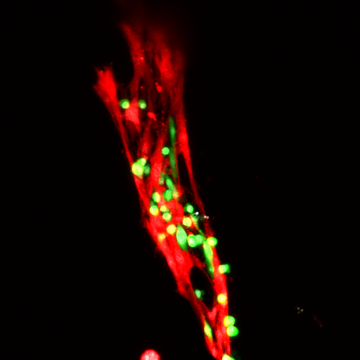 Muscle satellite (stem) cells, in green, affixed to an injured muscle strand by the nanohydrogel.
