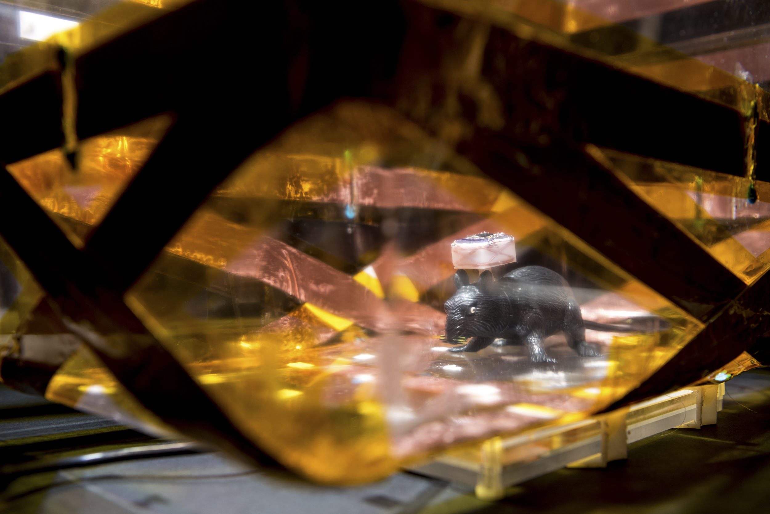 A toy rat inside the EnerCage system.
