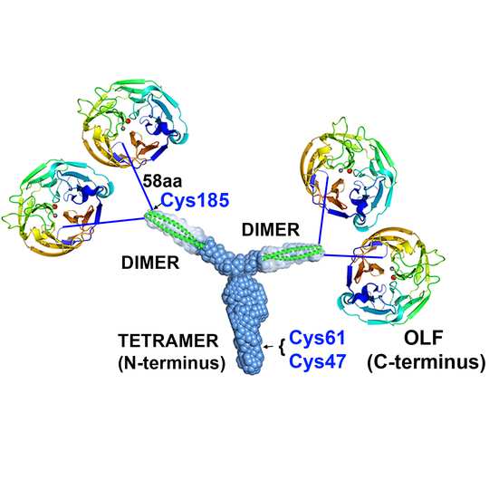 A depiction of the newly discovered Y-shape (tripartite) at the center of myocilin, a protein commonly studied in hereditary glaucoma. It is a dimer of dimers and a tetramer of coiled coils and the first directly genetically produced Y shape to be discovered. Credit: Georgia Tech / Lieberman lab