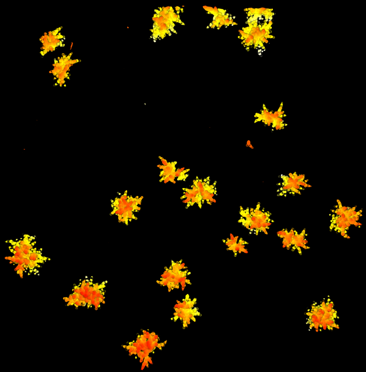 Graphics of yeast clusters from a simulation that tracked physics stresses that led the clusters to evolve a lifecycle. Credit: Georgia Tech / Yunker, Ratcliff