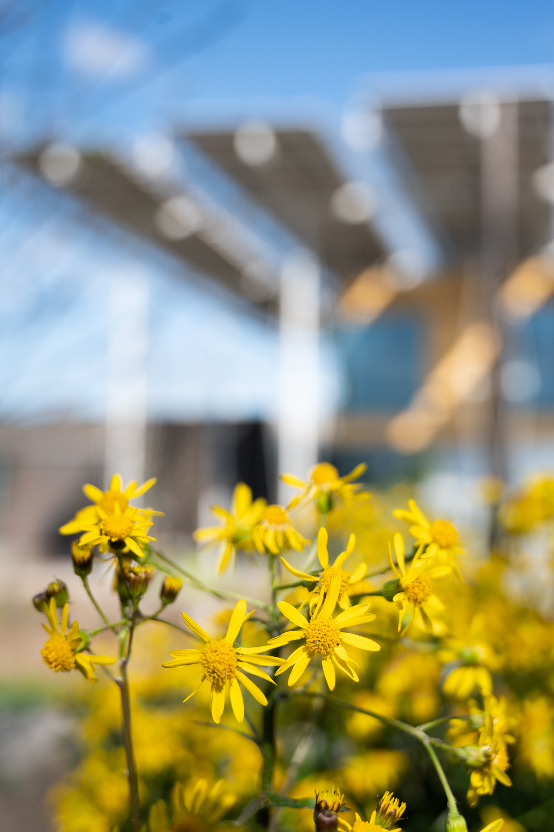 Bright yellow blooms of golden ragwort (packera aurea) are visible in the EcoCommons near The Kendeda Building for Innovative Sustainable Design. Photo by Allison Carter.