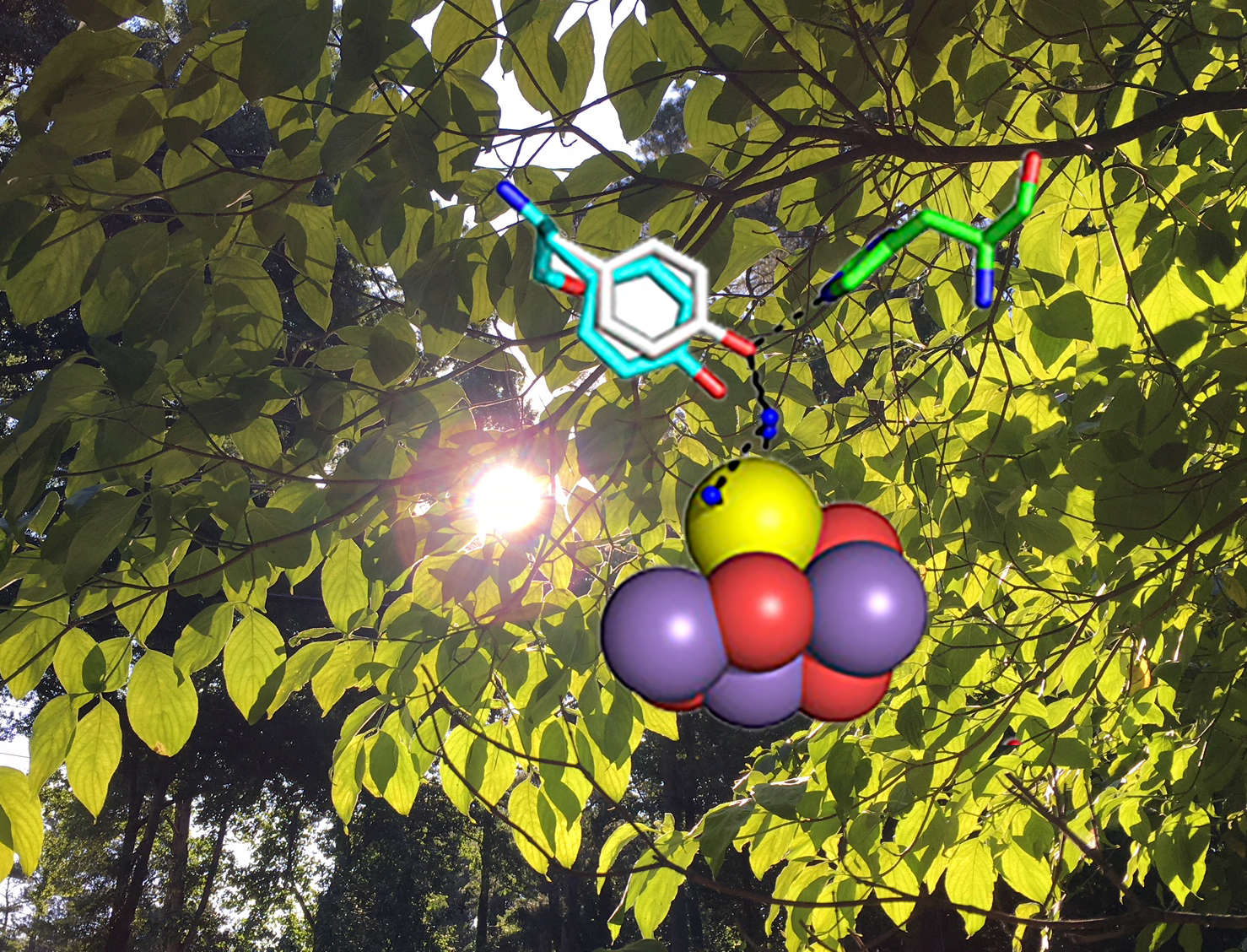 We can all breath because of oxygen photosynthesis. Here, a diagram of a key O2 catalyst, the metal cluster in photosystem II, one of two O2 photosynthesis mechanisms. On top of it, a tyrosine molecule flips back and forth chemically and physically to speed up electron transfer in the oxygen-producing part of photosynthesis. Credit: Georgia Tech / Ben Brumfield / Barry Lab