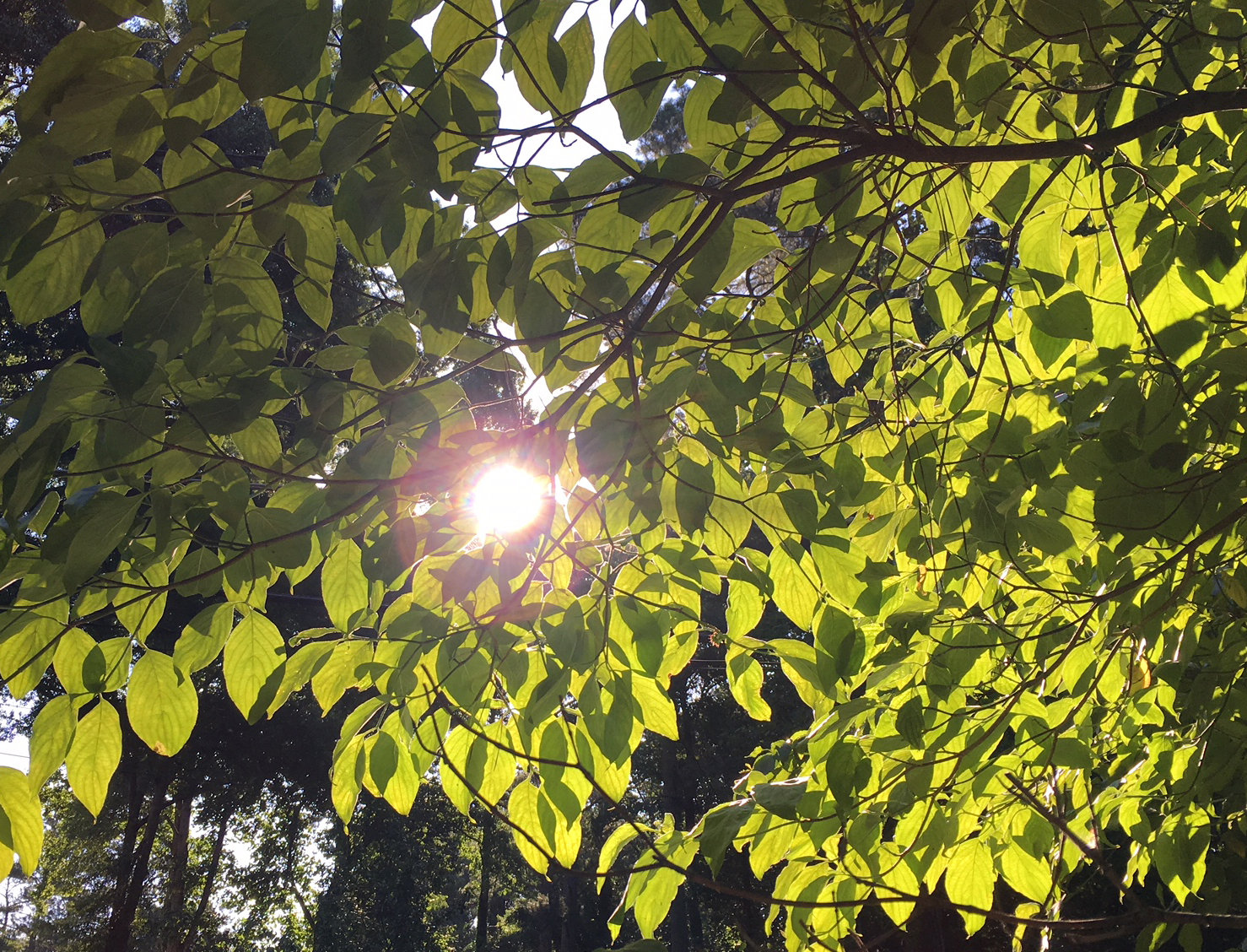 The sun shining through the leaves of a tree. Credit: Georgia Tech / Ben Brumfield