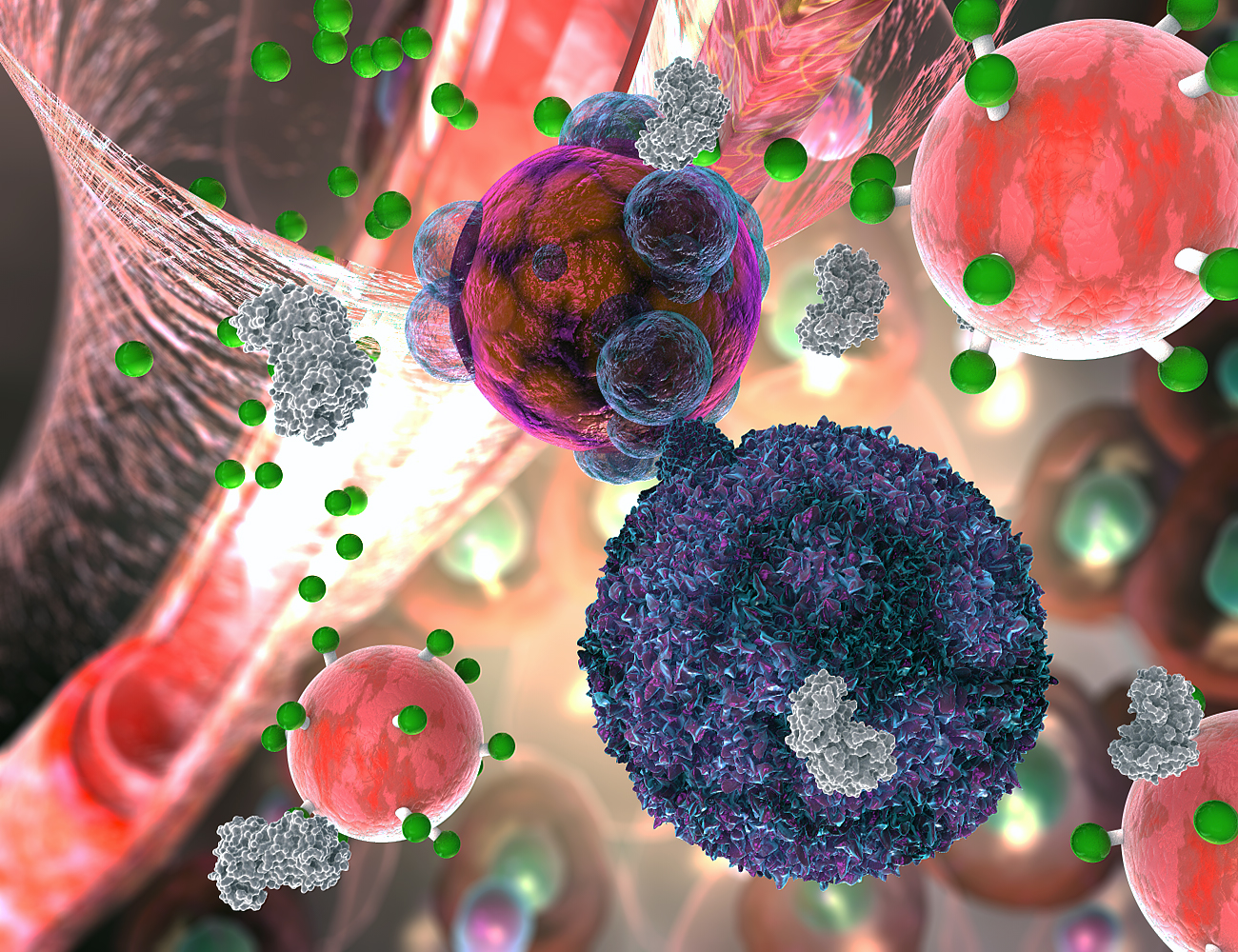 A T cell, here in violet, makes contact with a transplant organ cell, here in brown and purple. The T cell secretes the enzyme granzyme B, here in gray, which attacks the organ cell. But granzyme B also severs fluorescent signal molecules, in green, from the rejection detecting nanoparticle, in light red. The signal molecules makes their way into the urine, where they give off a fluorescent cue.