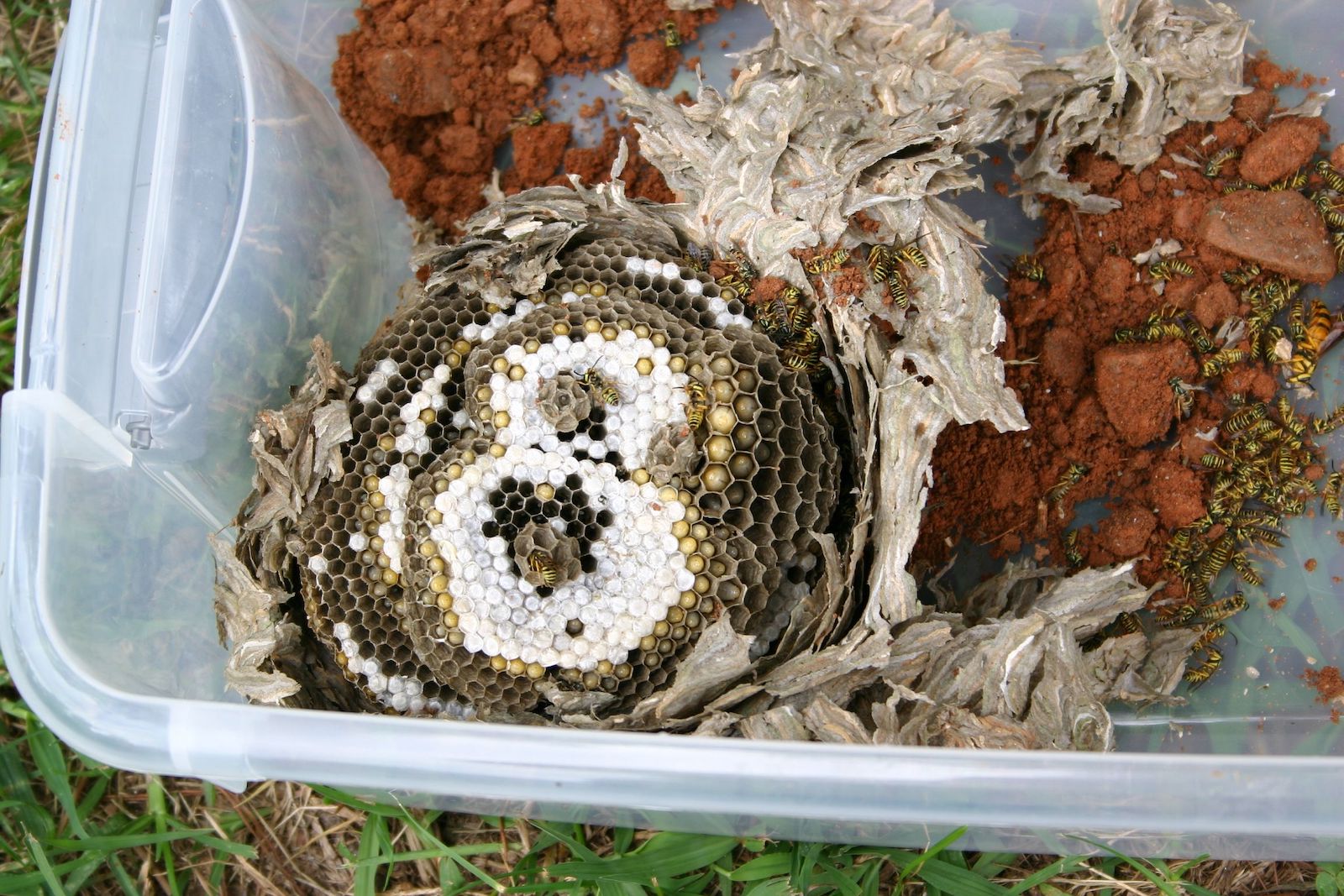 Researchers collect nests and take them back to the lab.