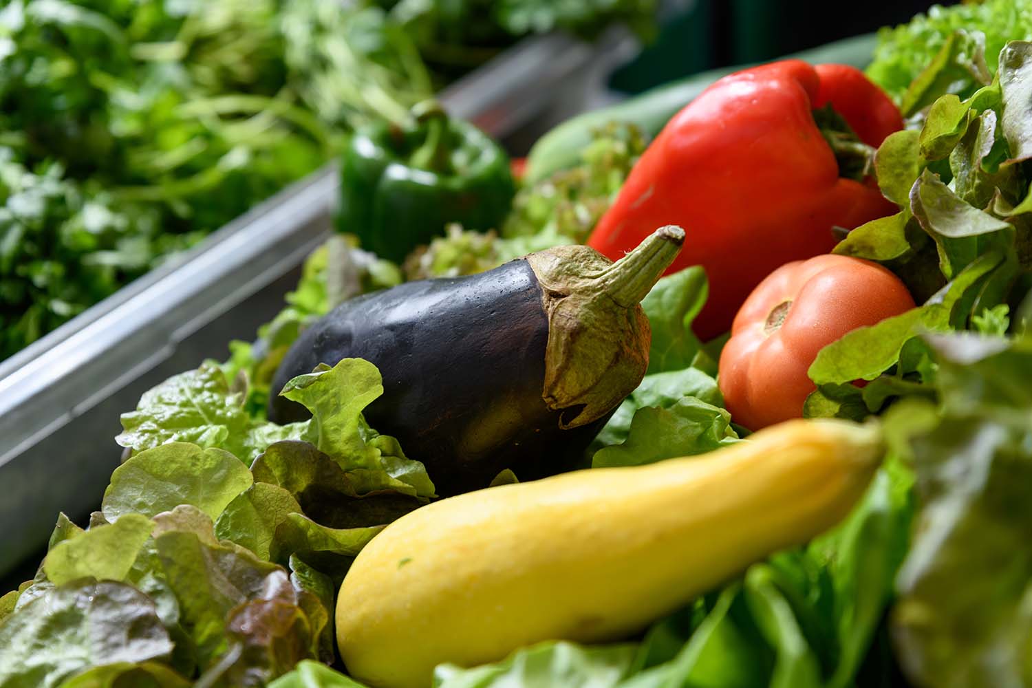 A pilot project at Georgia Tech’s School of Civil and Environmental Engineering will use wastewater nutrients to grow produce on campus to test a model for decentralizing production of vegetables such as these.