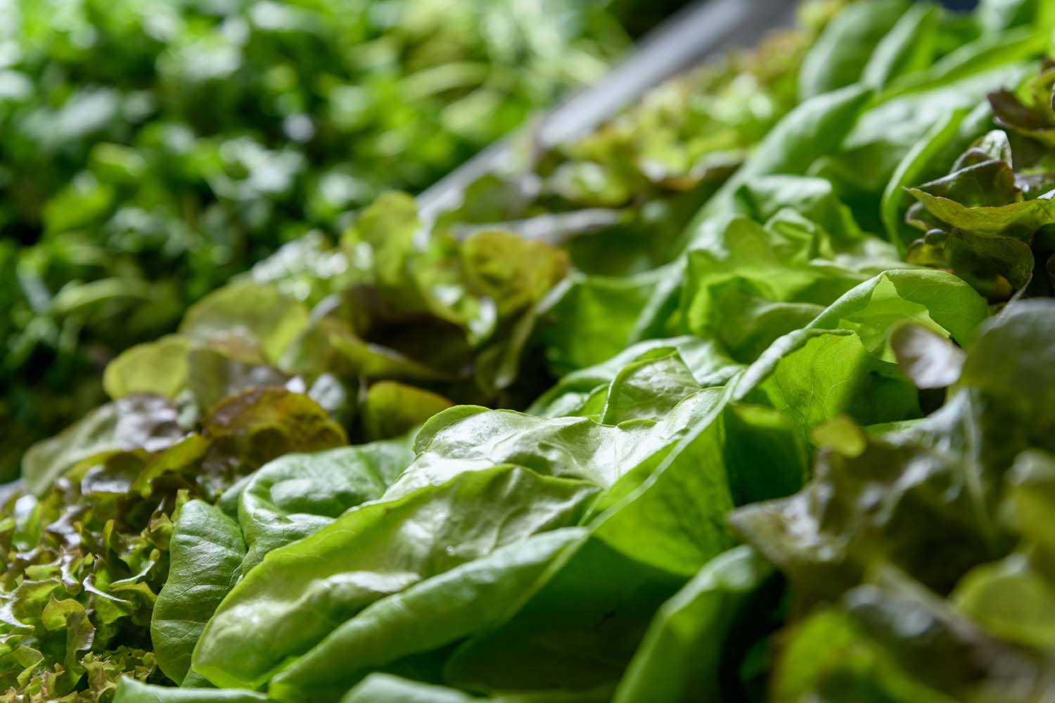 Georgia Tech researchers will use wastewater to grow produce like this lettuce, while using machine learning to calculate the ideal amount of nutrients, growing temperature and humidity needed to make each head of greens taste the same.

 