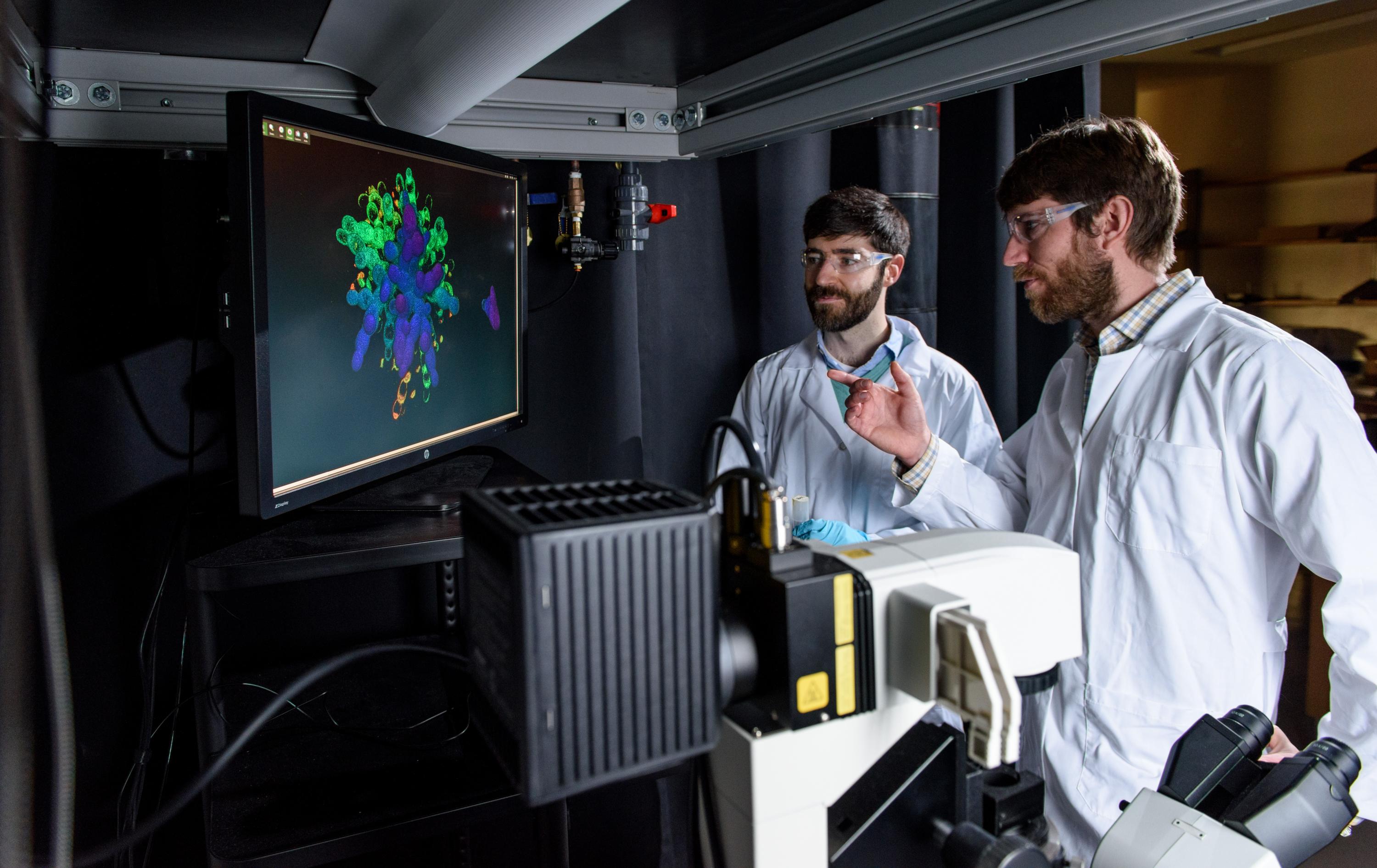 Physicist Peter Yunker and evolutionary biologist Will Ratcliff view a simulation of stresses on yeast snowflakes that cause it to have a lifecycle. Credit: Georgia Tech / Rob Felt