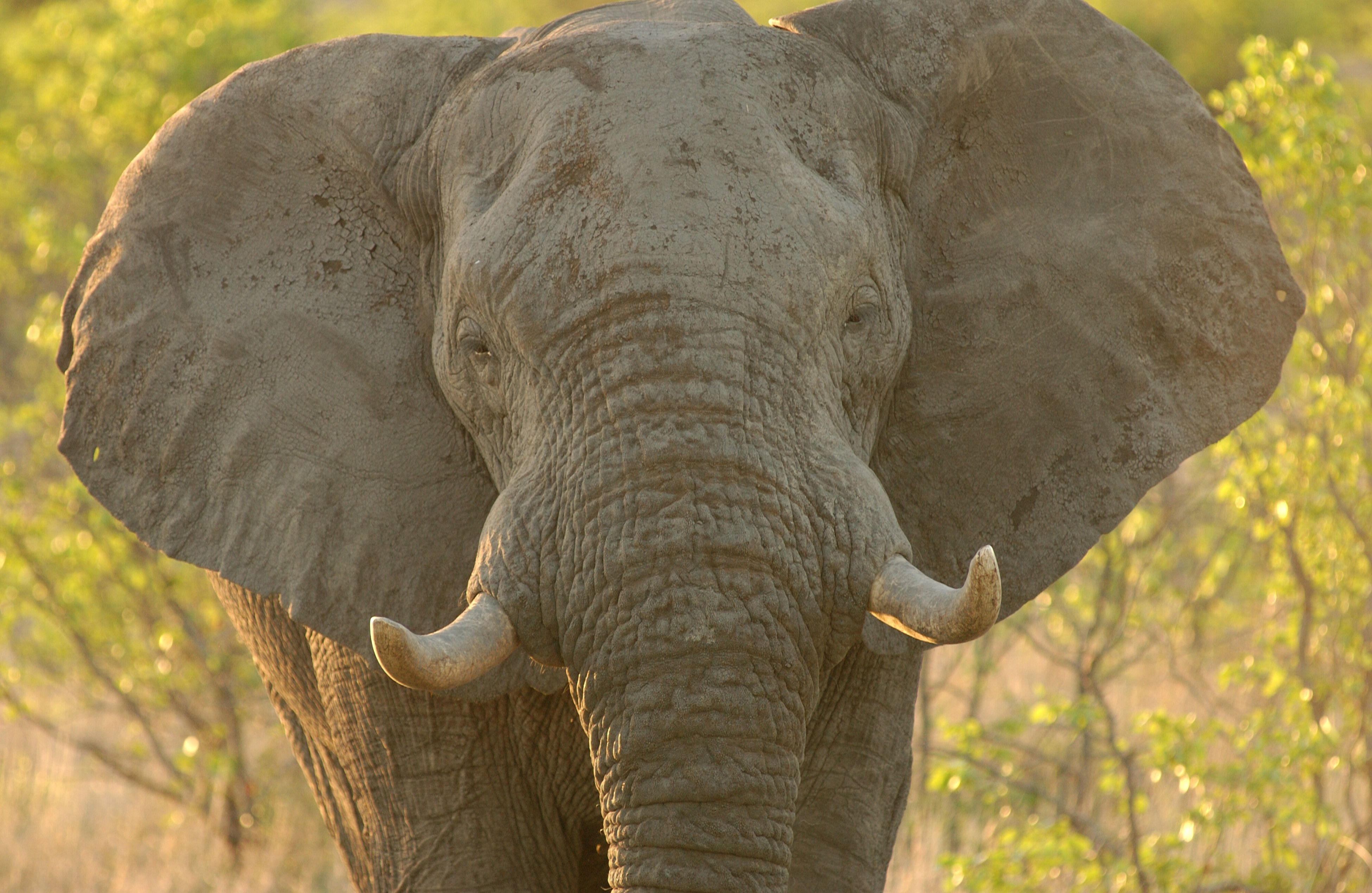 Even though an elephant’s bladder is 3,600 times larger than a cat’s (18 liters vs. 5 milliliters), both animals relieve themselves in about 20 seconds.