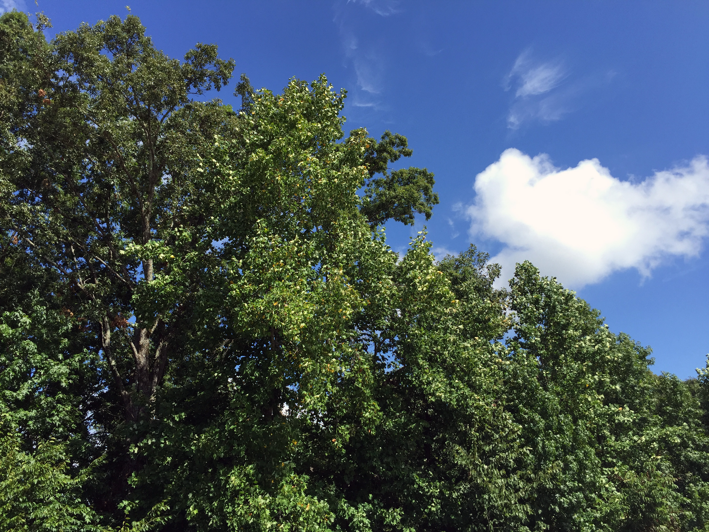 Trees in the Southeast United States emit higher levels of isoprene as they are placed under stress from dry conditions. Isoprene is a precursor for the formation of ozone in the atmosphere. This forest is shown near Atlanta, Georgia. (Credit: John Toon, Georgia Tech)